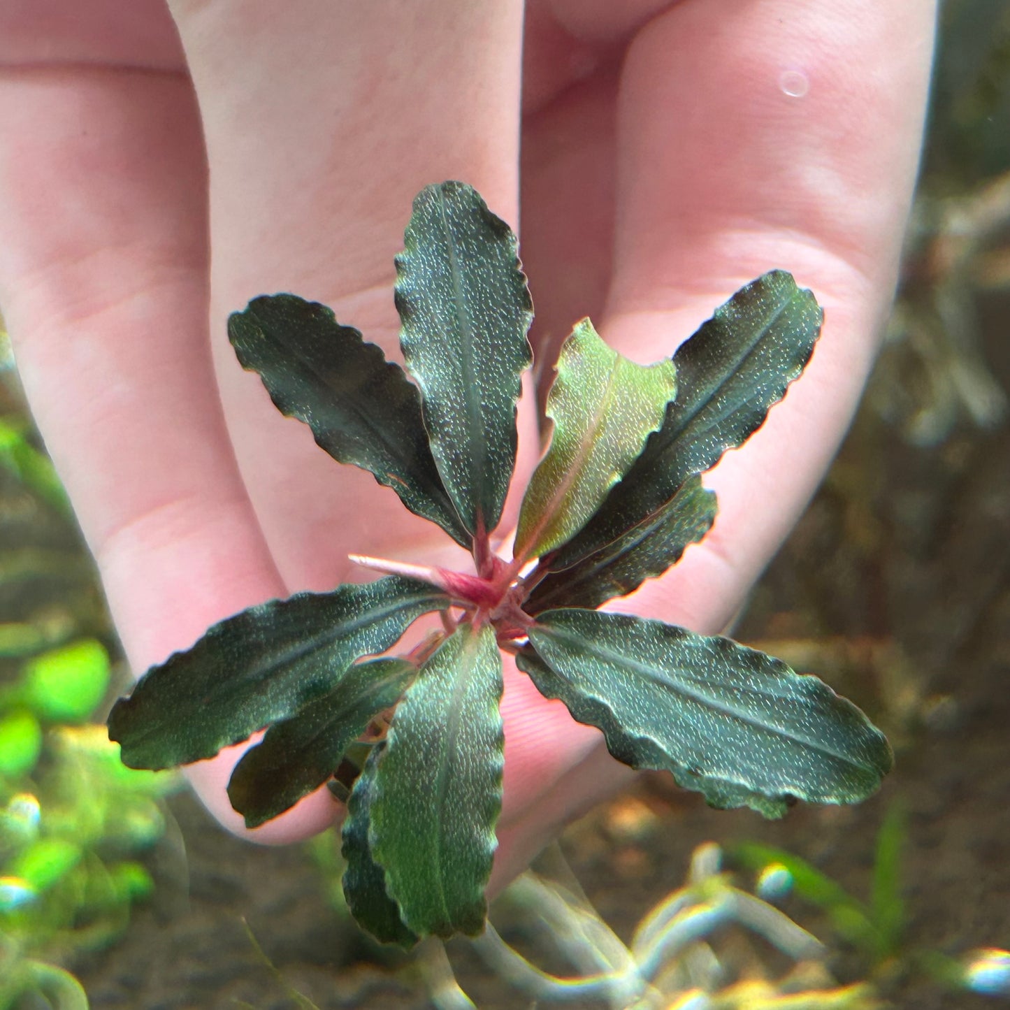 Bucephalandra Brownie Red Wrinkled Emersed Grown
