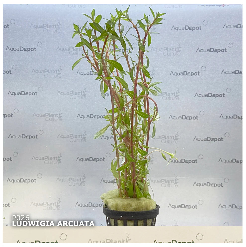 Ludwigia arcuata