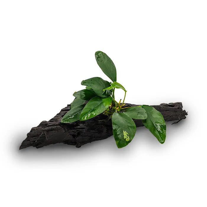 Anubias Lucy - Medium Driftwood