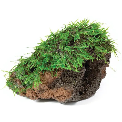 Fontinalis antipyretica Willow Moss - on rock