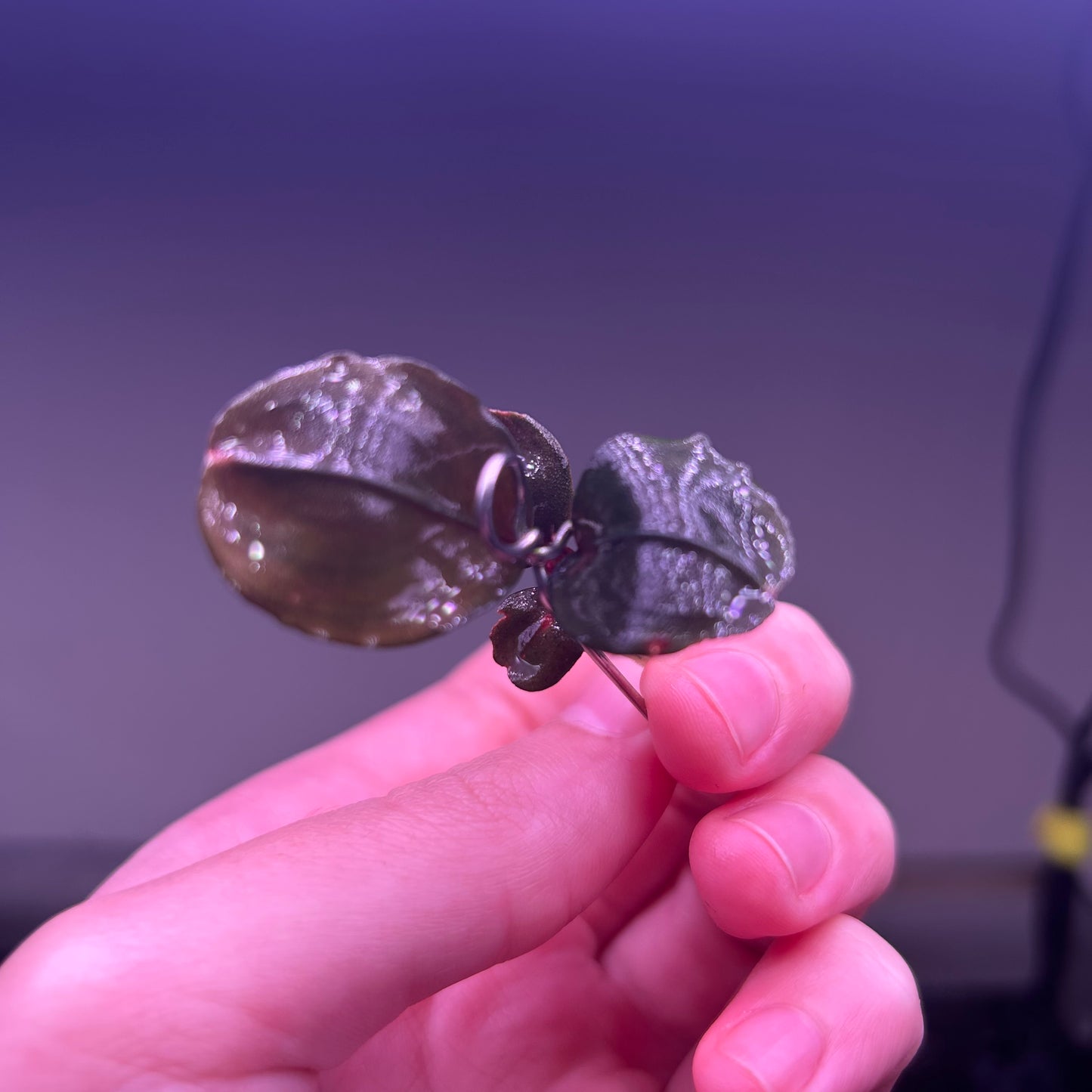 Bucephalandra Balloon - Rare ★