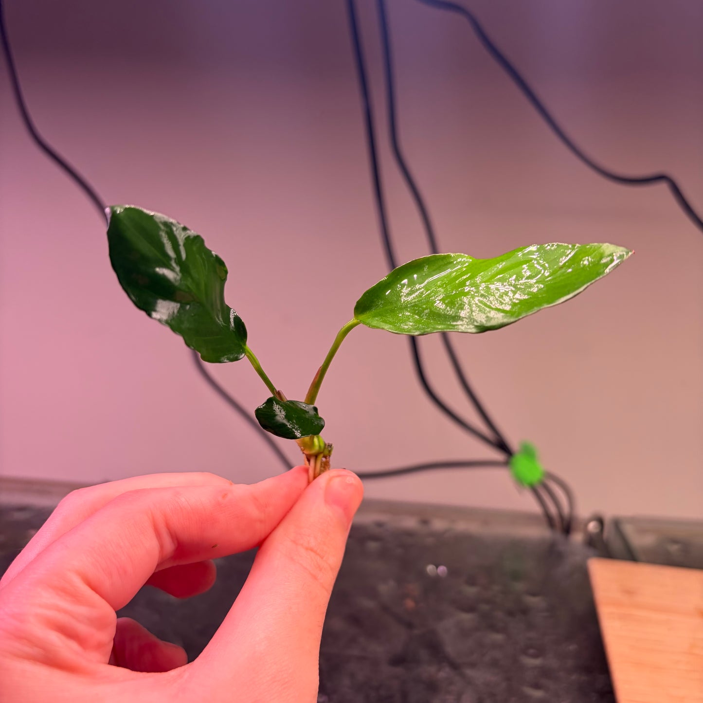 5x Medium Anubias Pack