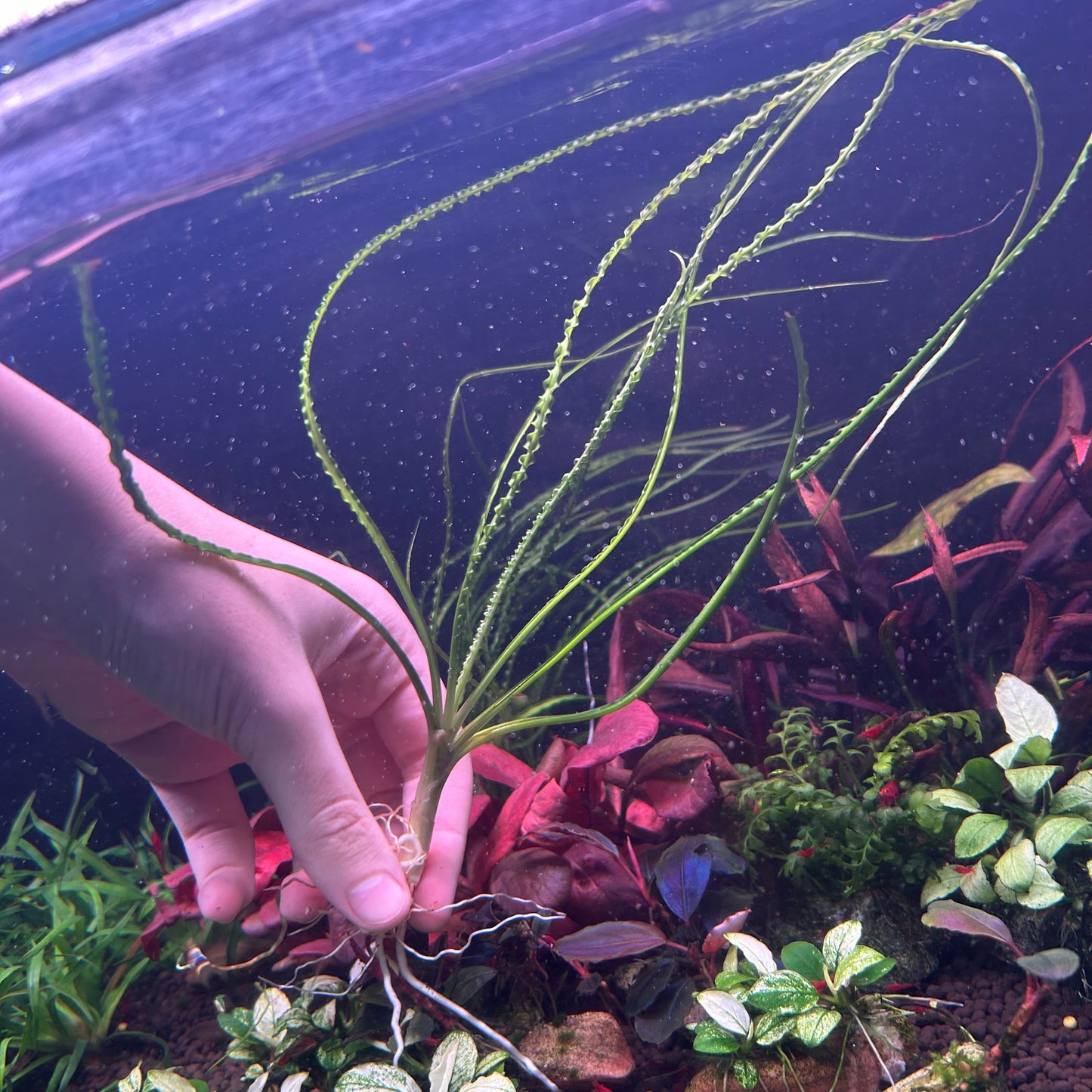 Crinum calamistratum