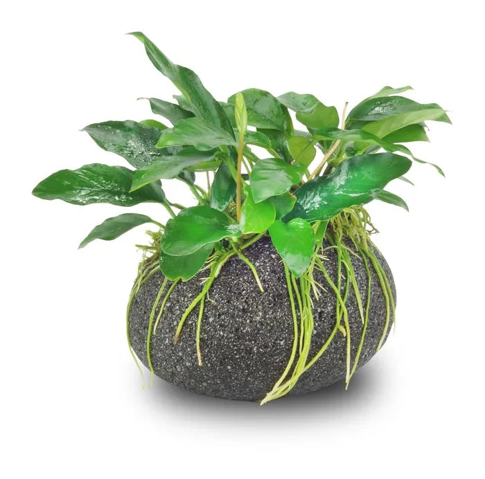 Anubias on Smooth Lava Rock - Large