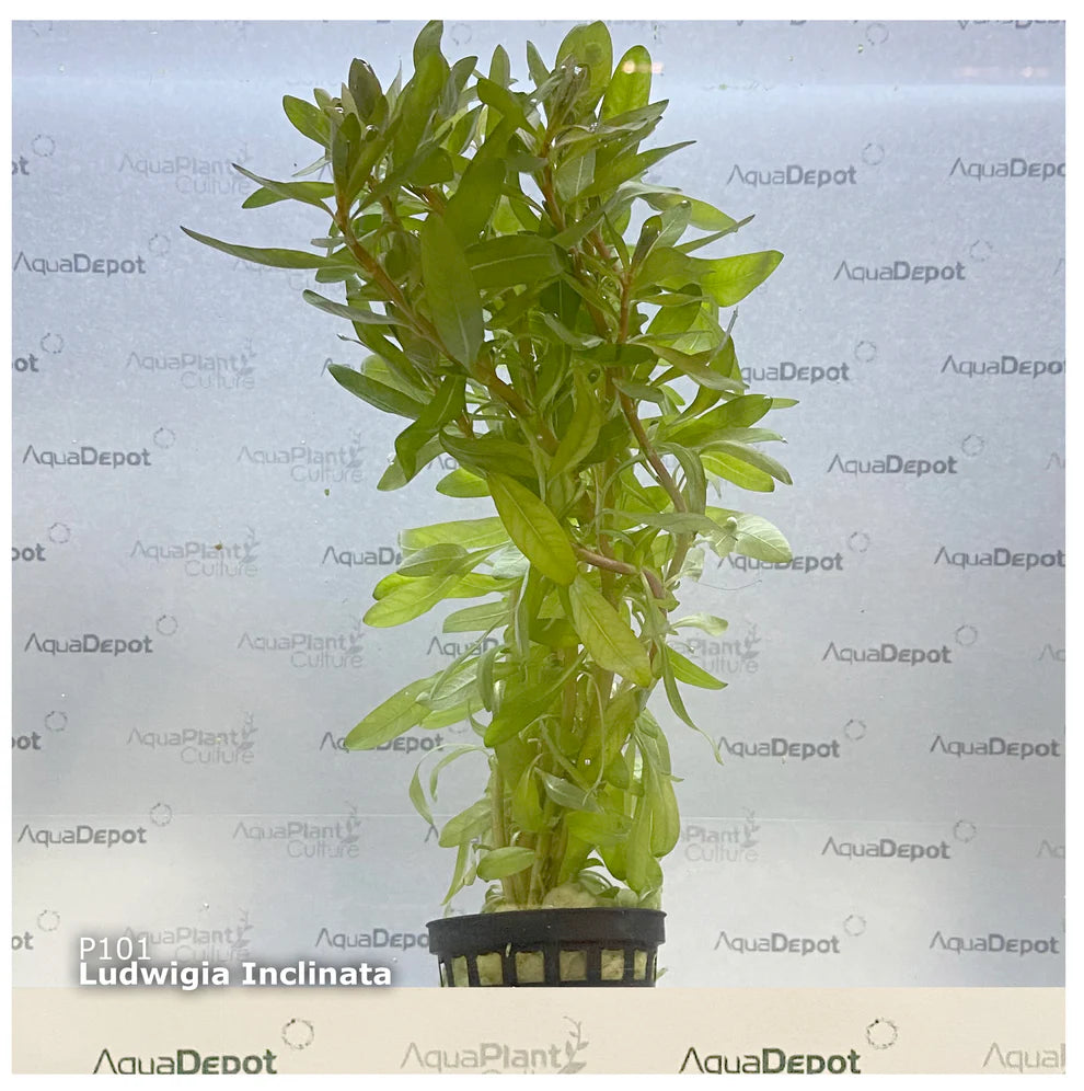 Ludwigia inclinata