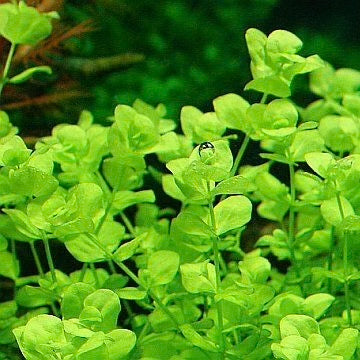 Hemianthus umbrosum "Baby Tears Broad"