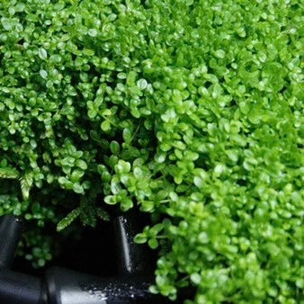 Hemianthus callitrichoides "HC Cuba”