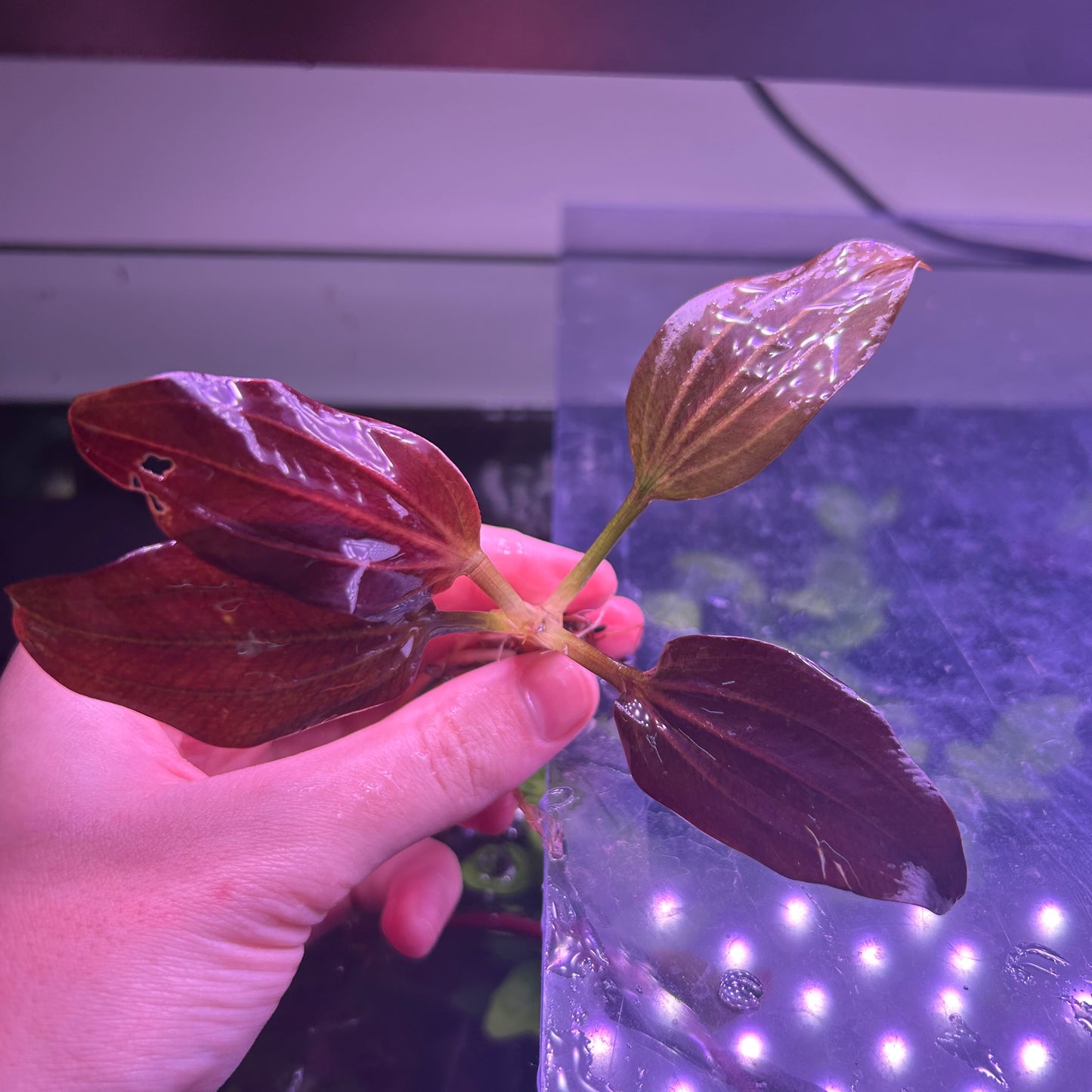 Echinodorus Iguazu 2009 Red - Aquarium Plant RARE