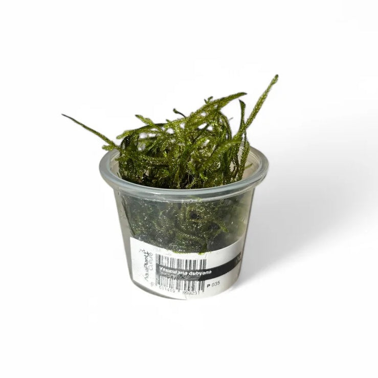 Java Moss Vesicularia dubyana
