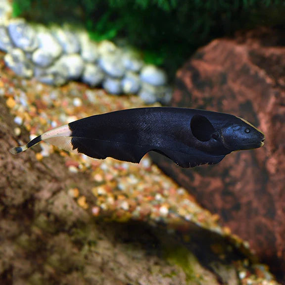 Black Ghost Knifefish 5cm