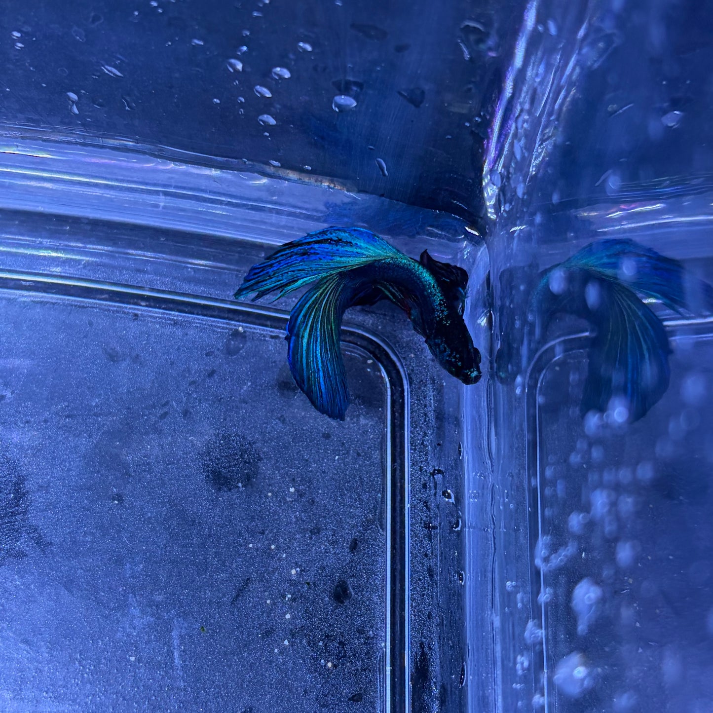 Super Delta Male Betta (Blue) Example Only - Few Available