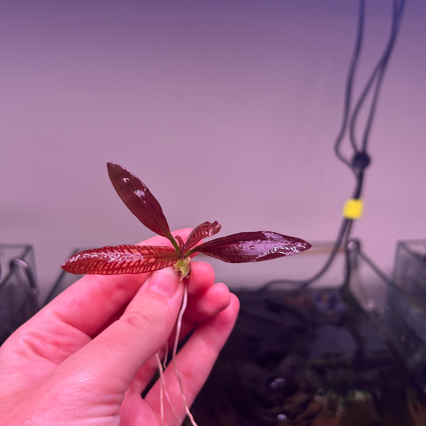 Echinodorus Red Rubin - RARE