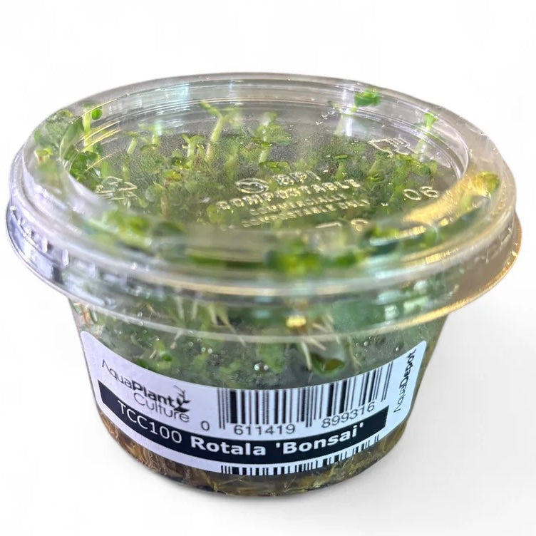 Rotala Bonsai Tissue Culture