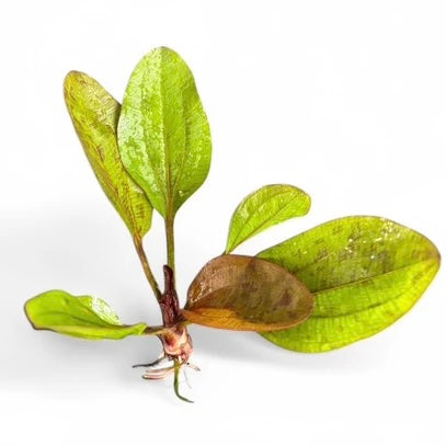Echinodorus reni