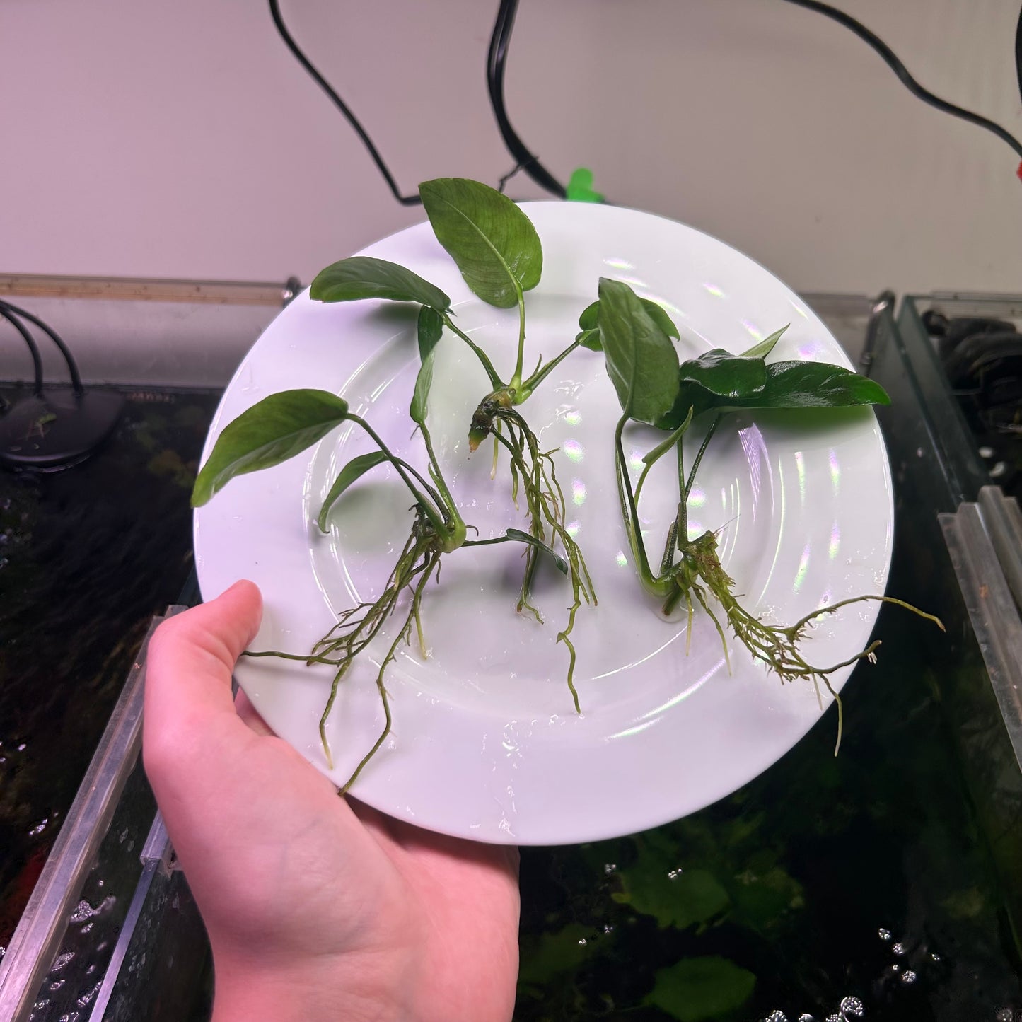 Anubias Special 3 for $25