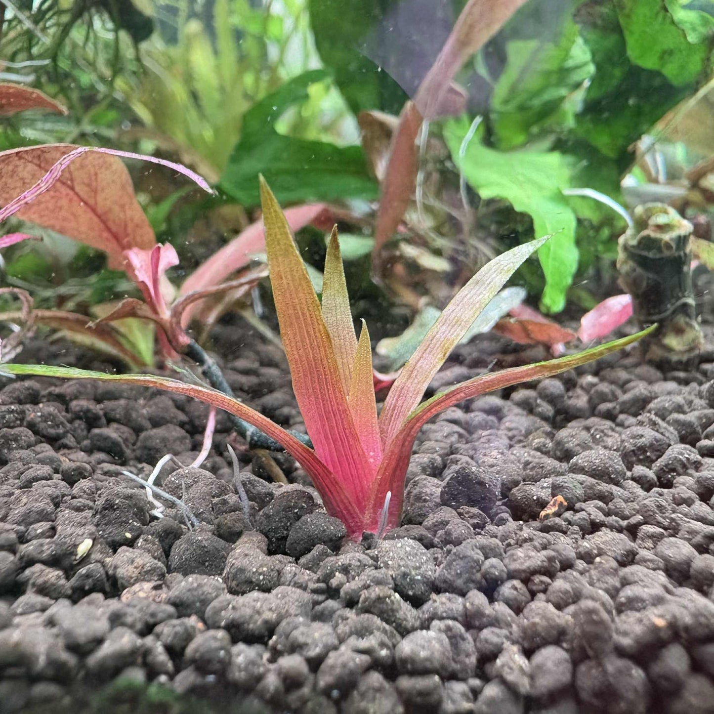 Eriocaulon quinquangulare ‘King Crimson’