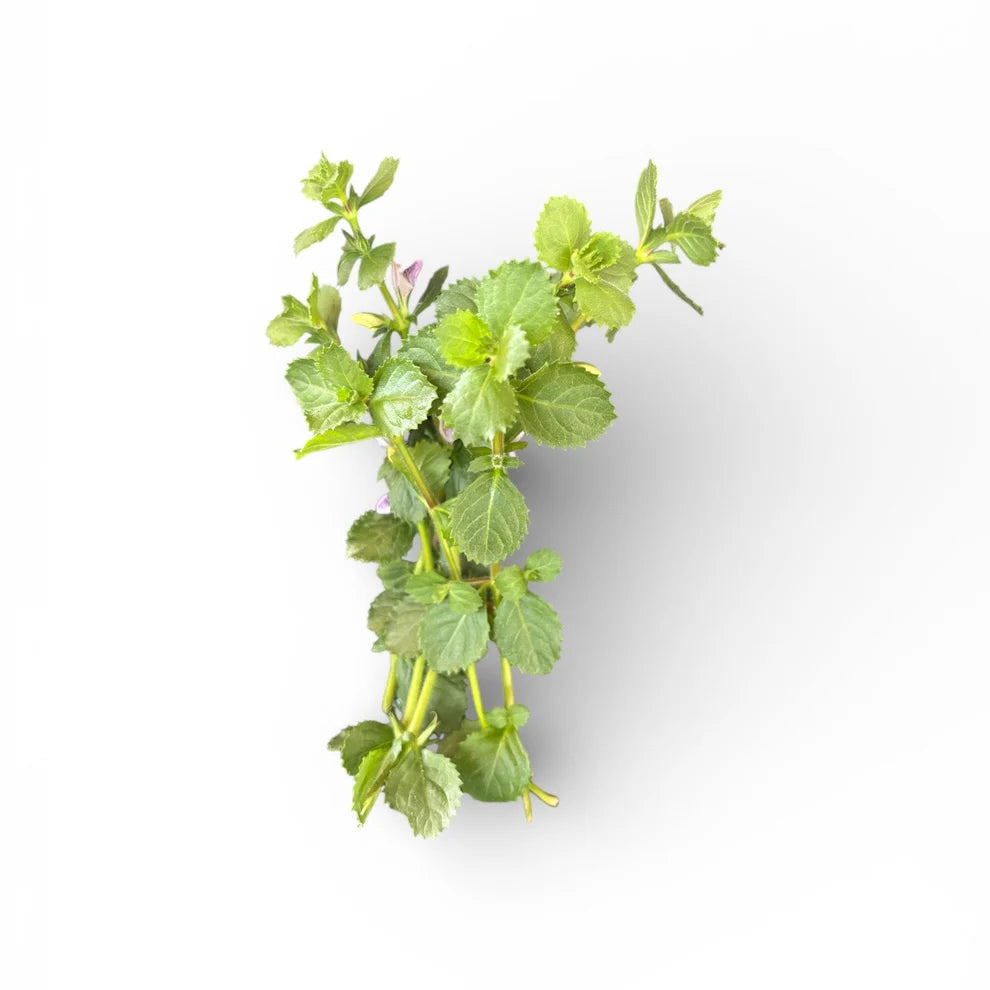 Hygrophila difformis (Wisteria)