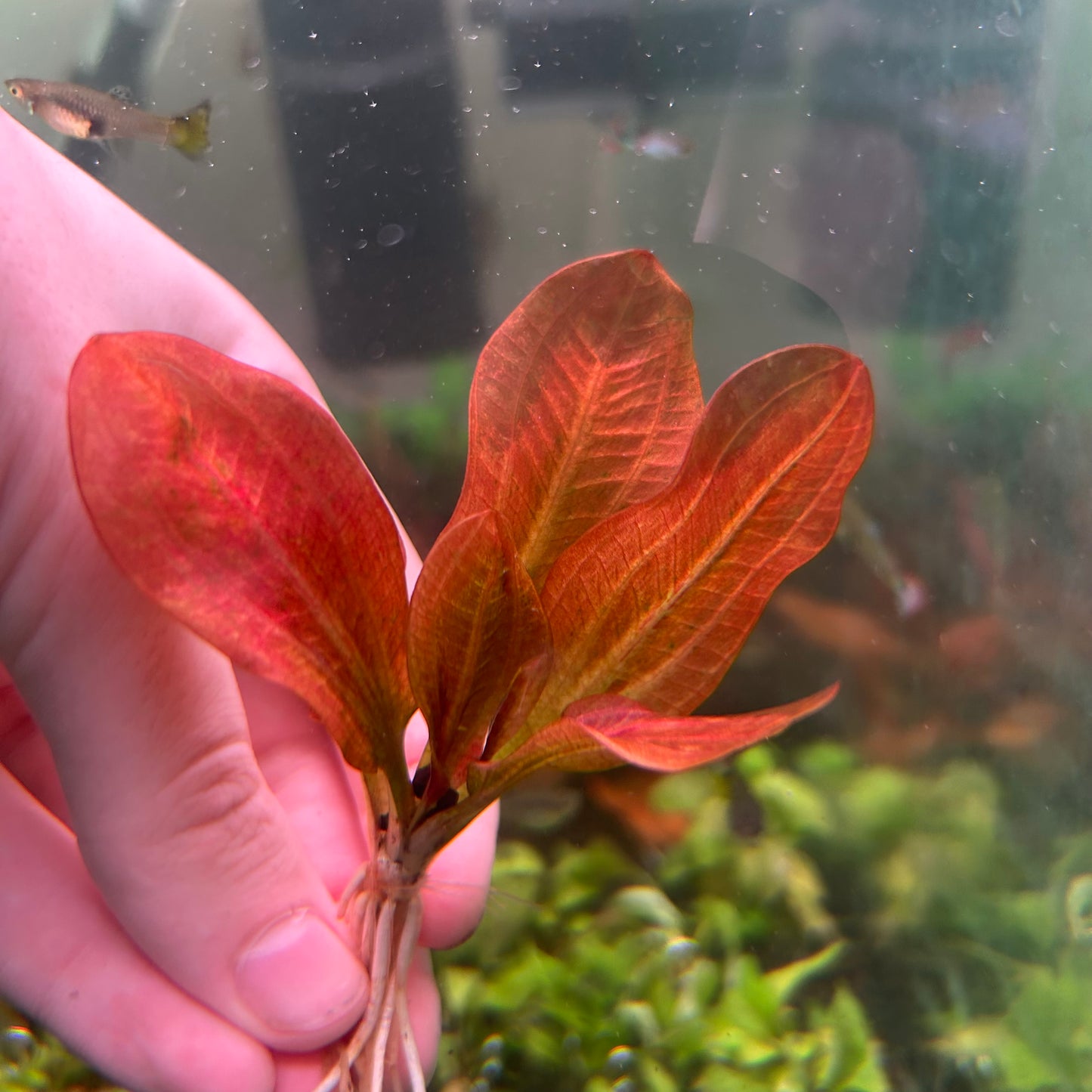 Echinodorus Hadi Red Pearl (RARE) - Emersed Grown