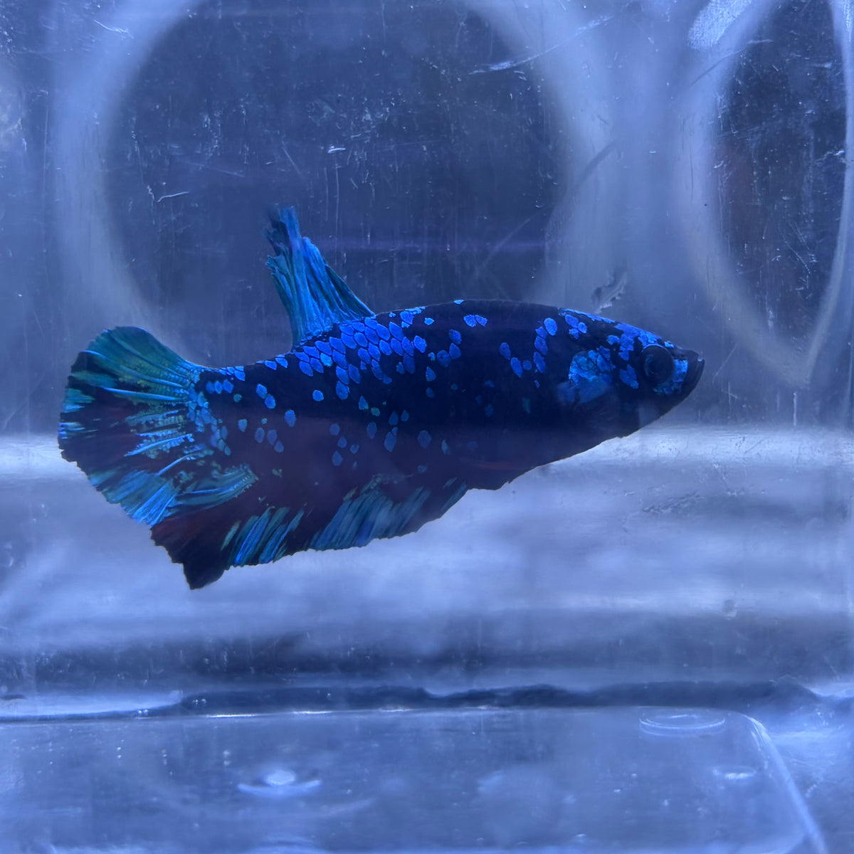Blue Avatar Male Betta 3.5cm (C)