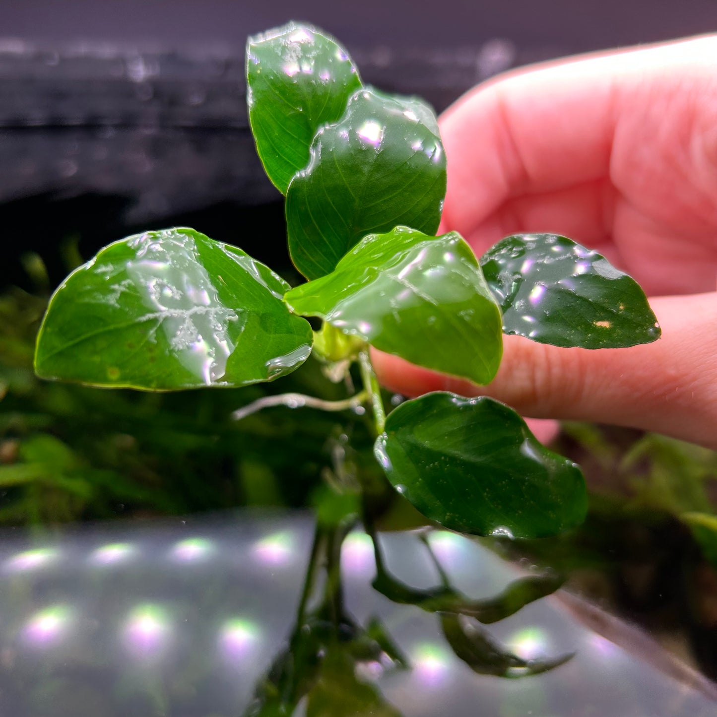 Anubias Barteri ‘Nana’ Potted 3cm Terracotta Pot - Aquarium Fish Tank Aquatic Plan