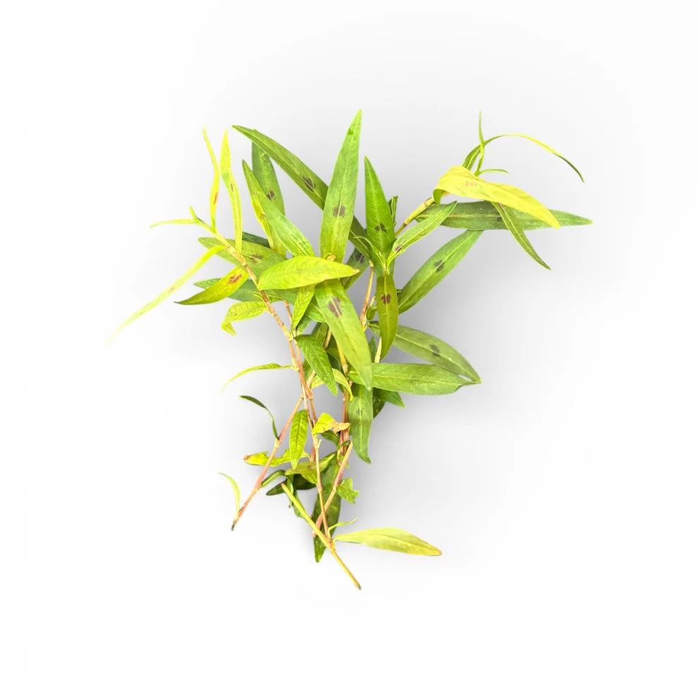 Persicaria maculosa Sao Paulo