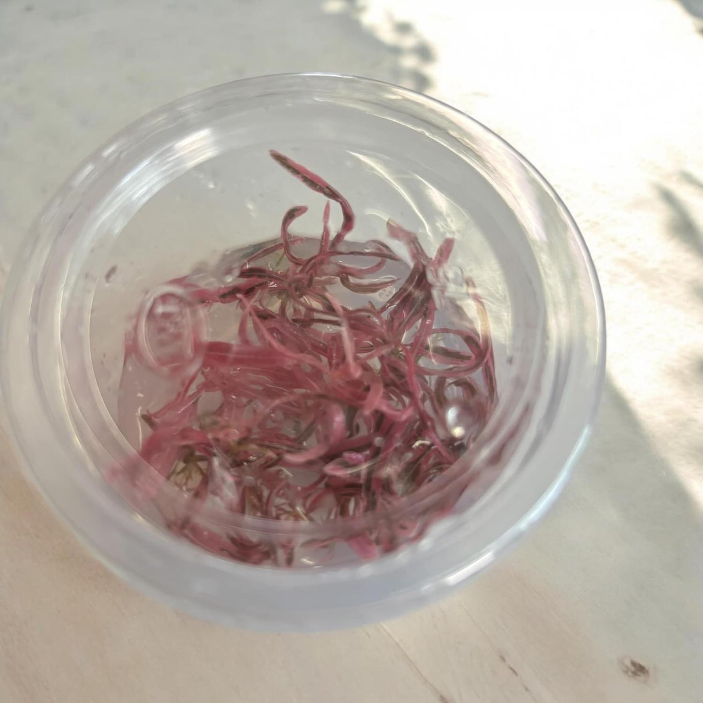 Hygrophila Sp Chai - Tissue Culture