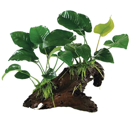 Assorted Anubias - Medium Driftwood