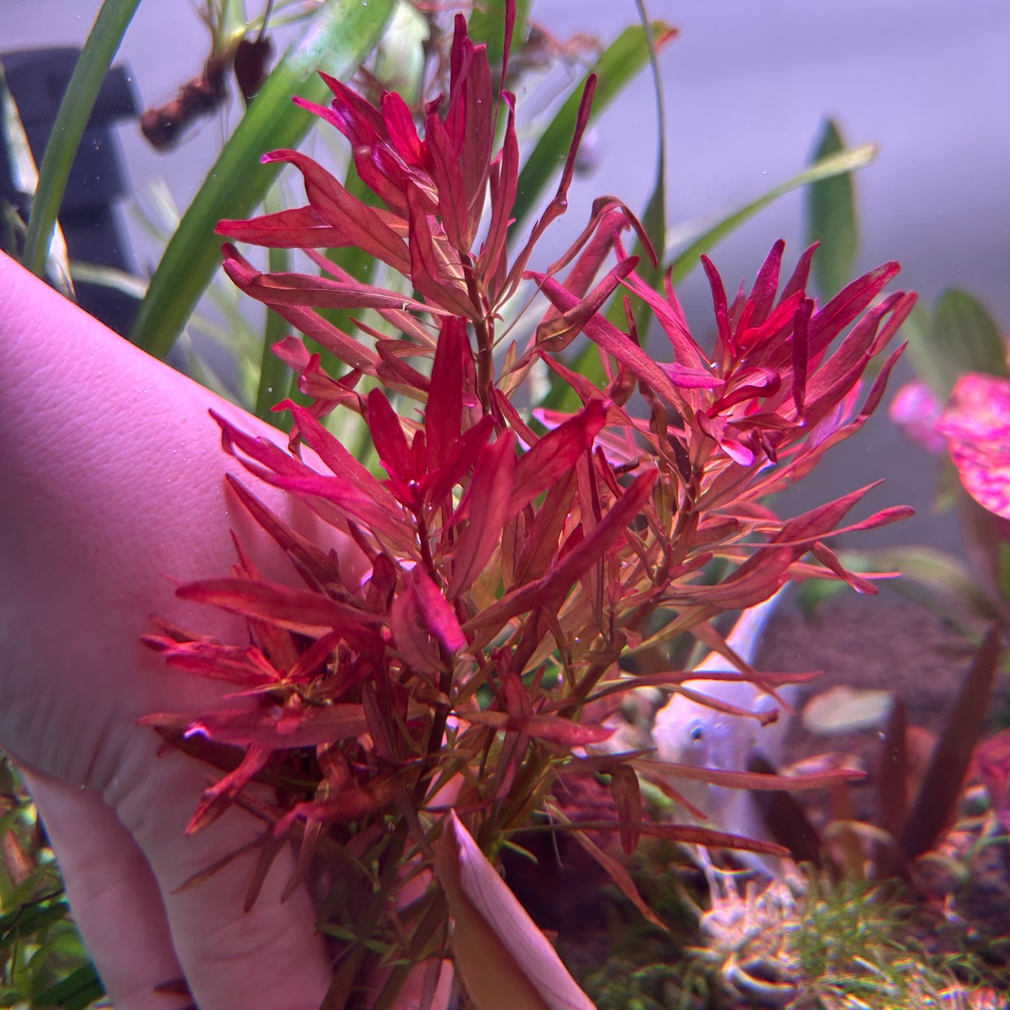 Ludwigia var. verticillata Meta - 1x Stem