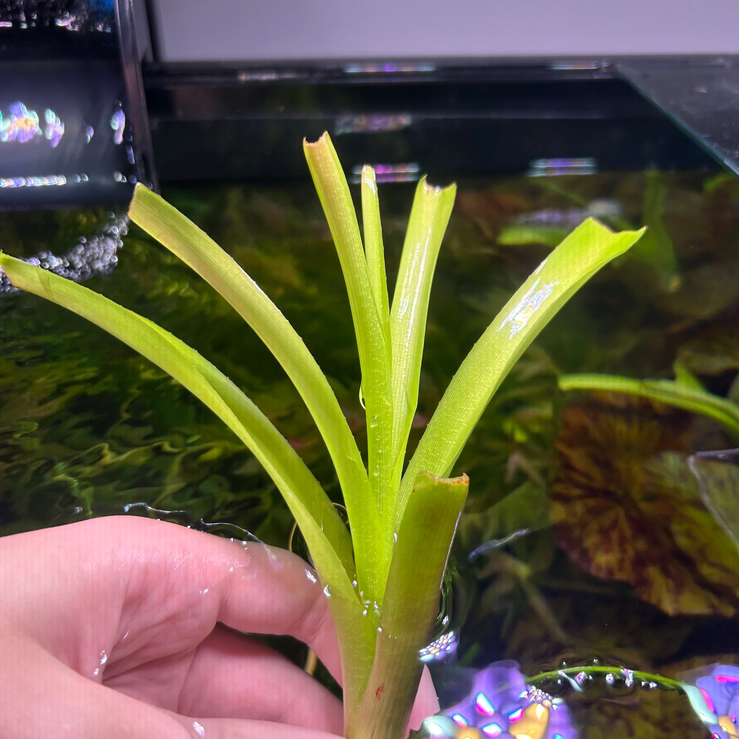 Crinum Thaianum - Aquarium plant RARE
