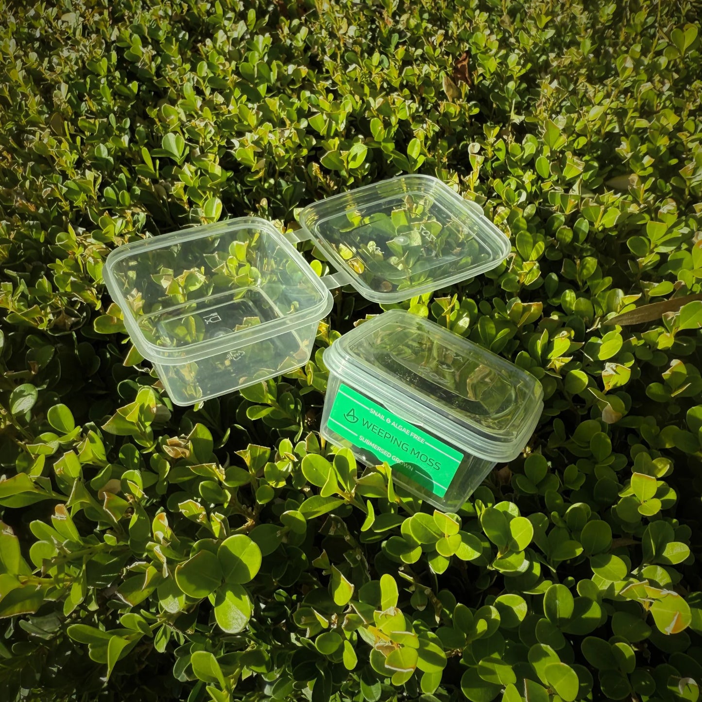 Flame Moss - AquaLabs