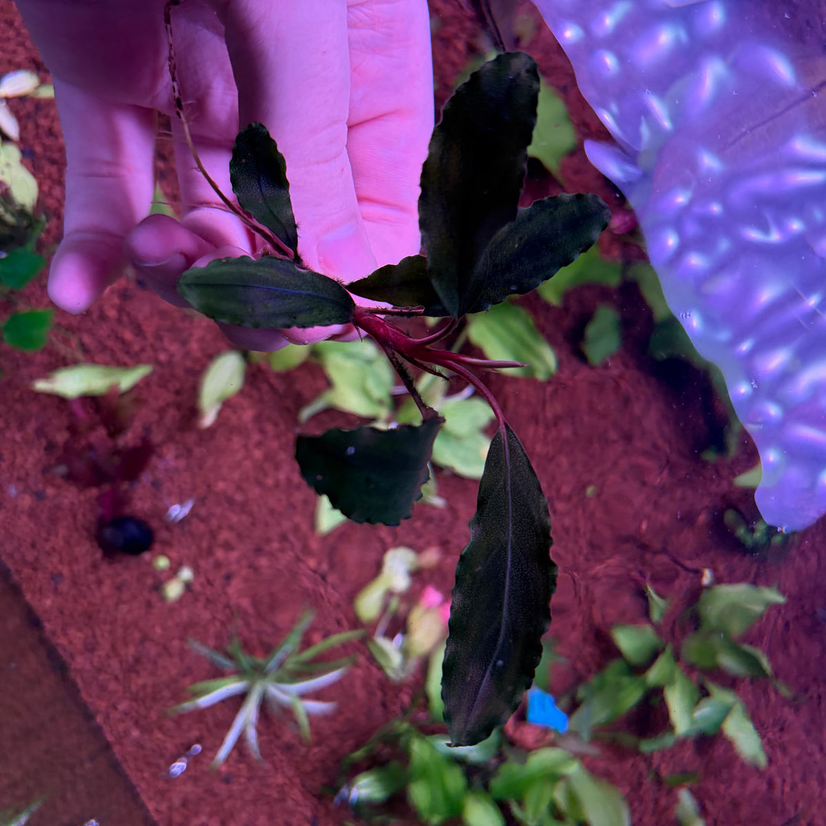 Assorted Bucephalandra