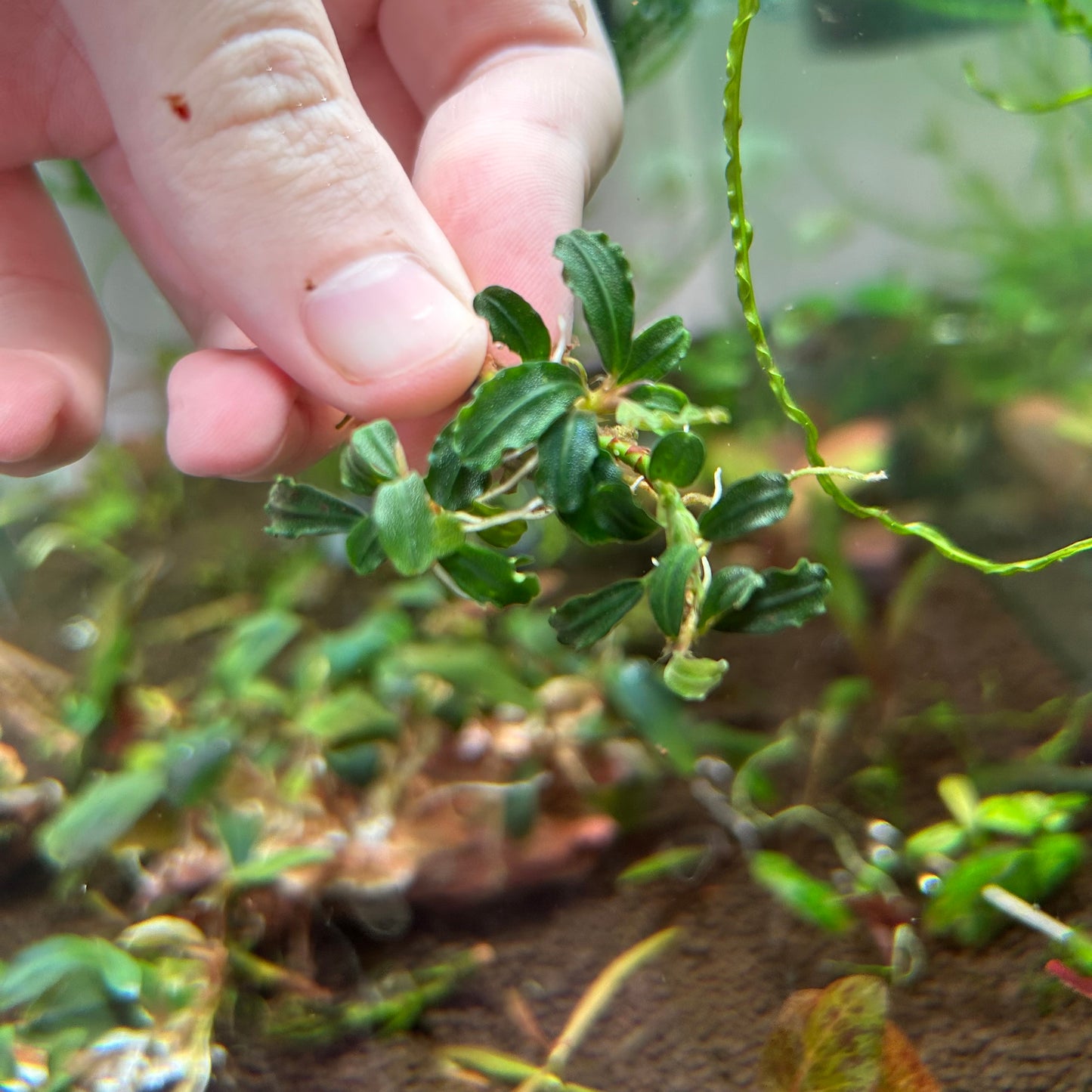 Bucephalandra Brownie Phantom Mini (Emersed Grown)
