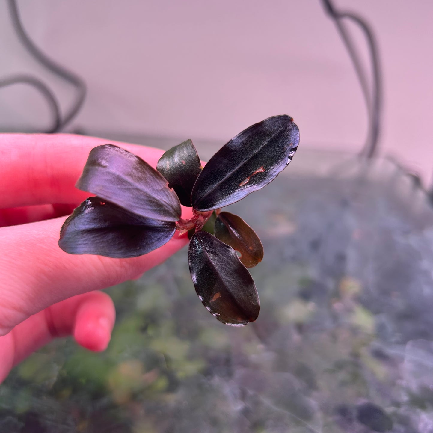 Bucephalandra Helena (Emersed Grown) Aquarium Plant