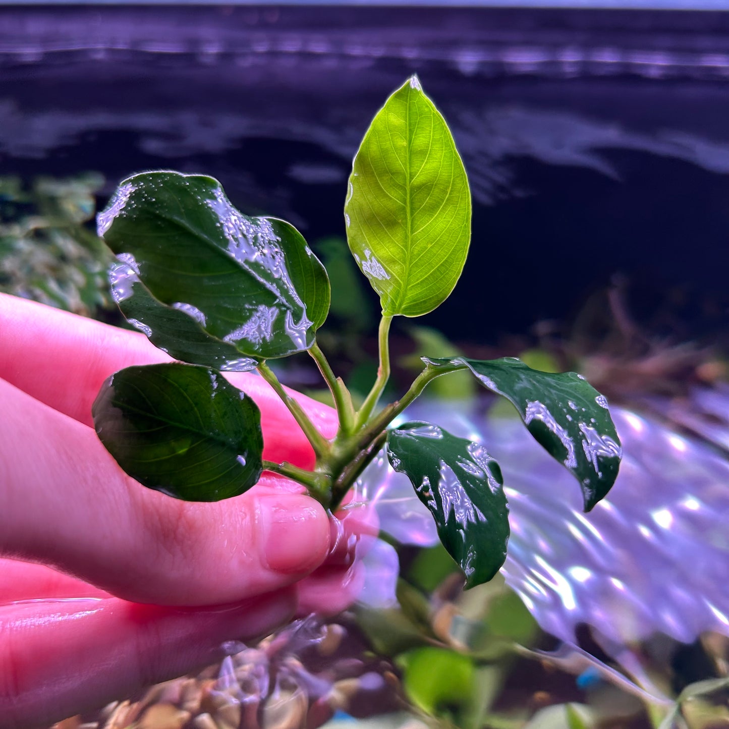 Anubias Barteri ‘Nana’ Potted 3cm Terracotta Pot - Aquarium Fish Tank Aquatic Plan