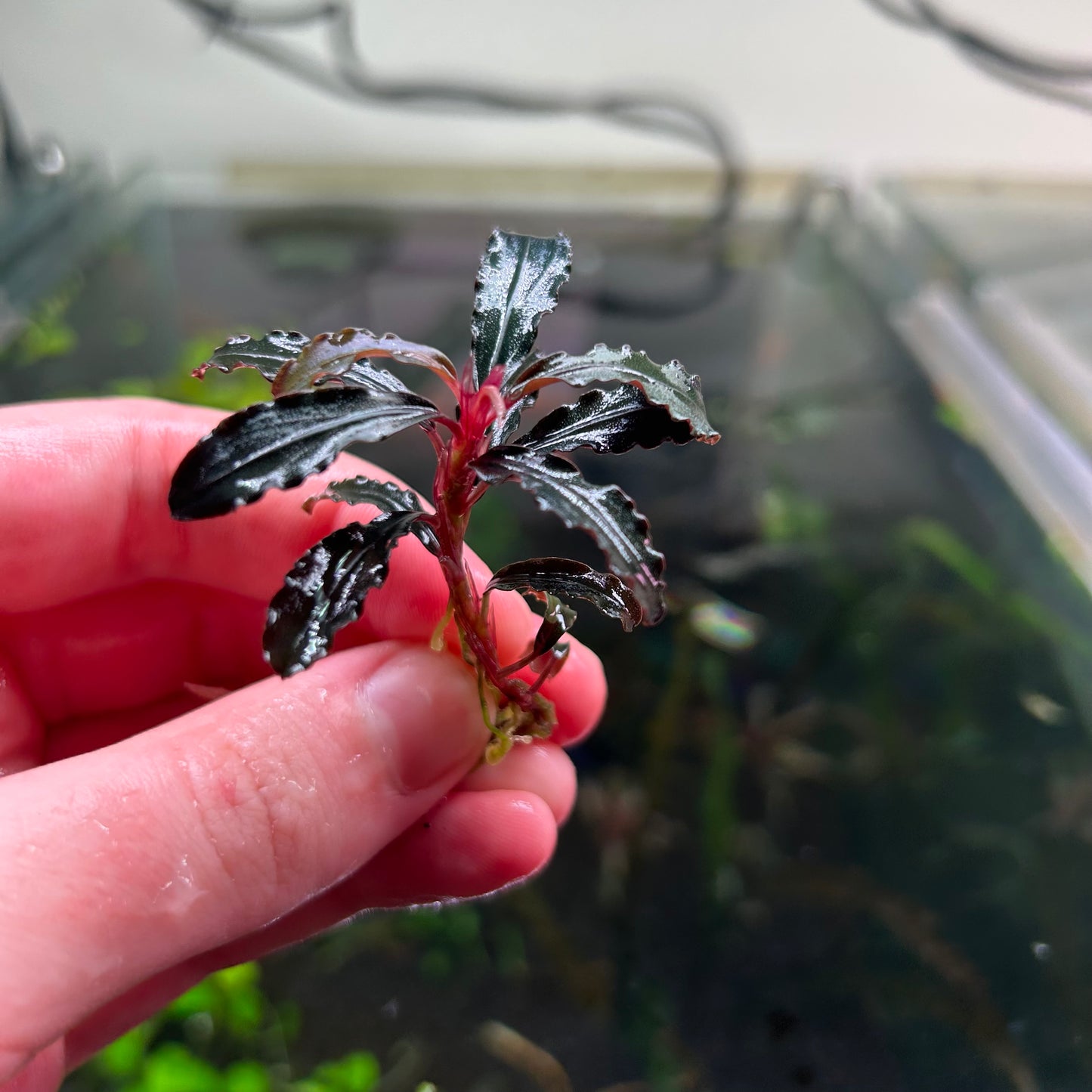 Bucephalandra Brownie Red Wrinkled Emersed Grown