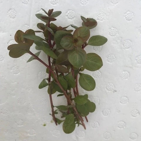 Ludwigia ovalis