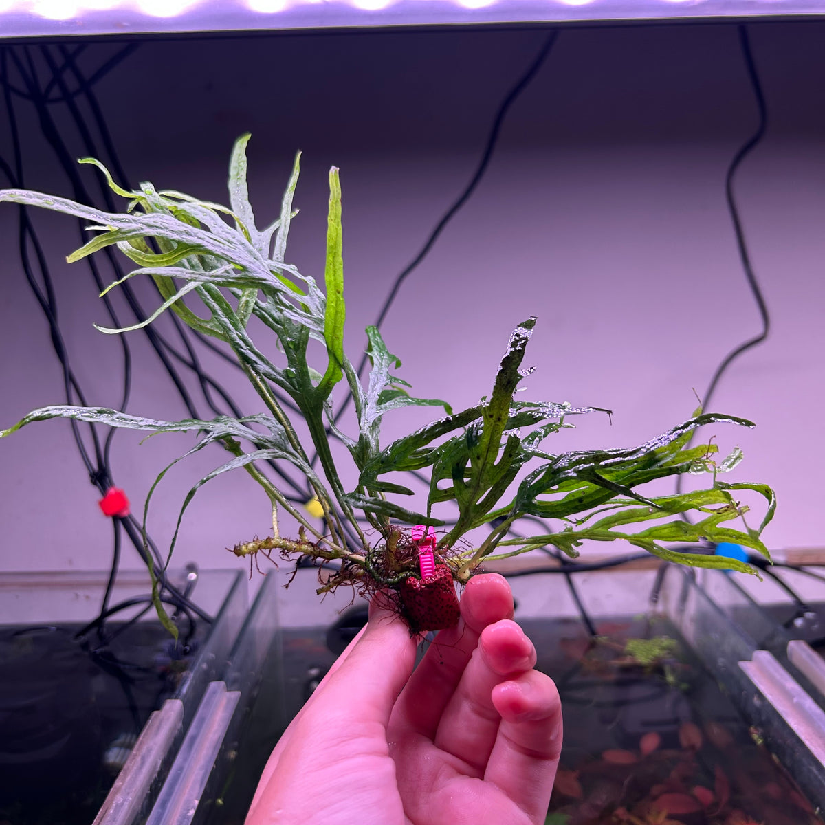Trident Java Fern ★