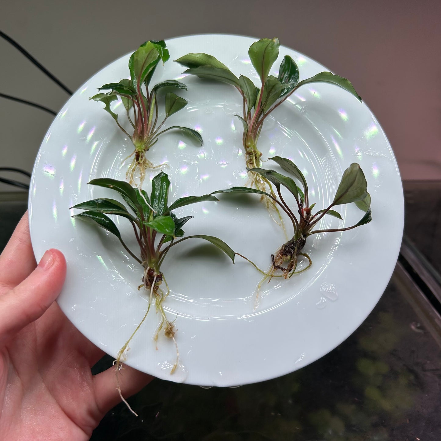 Bucephalandra Red Heart (Emersed)