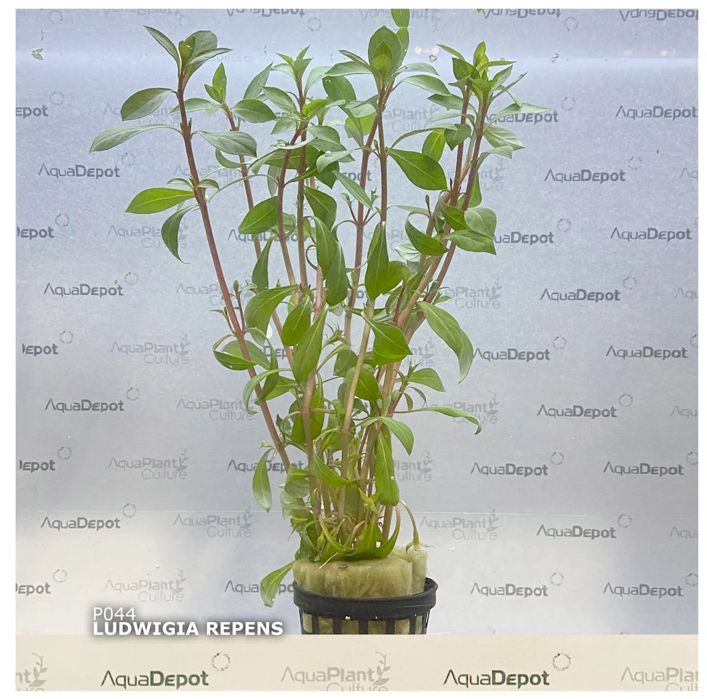 Ludwigia repens