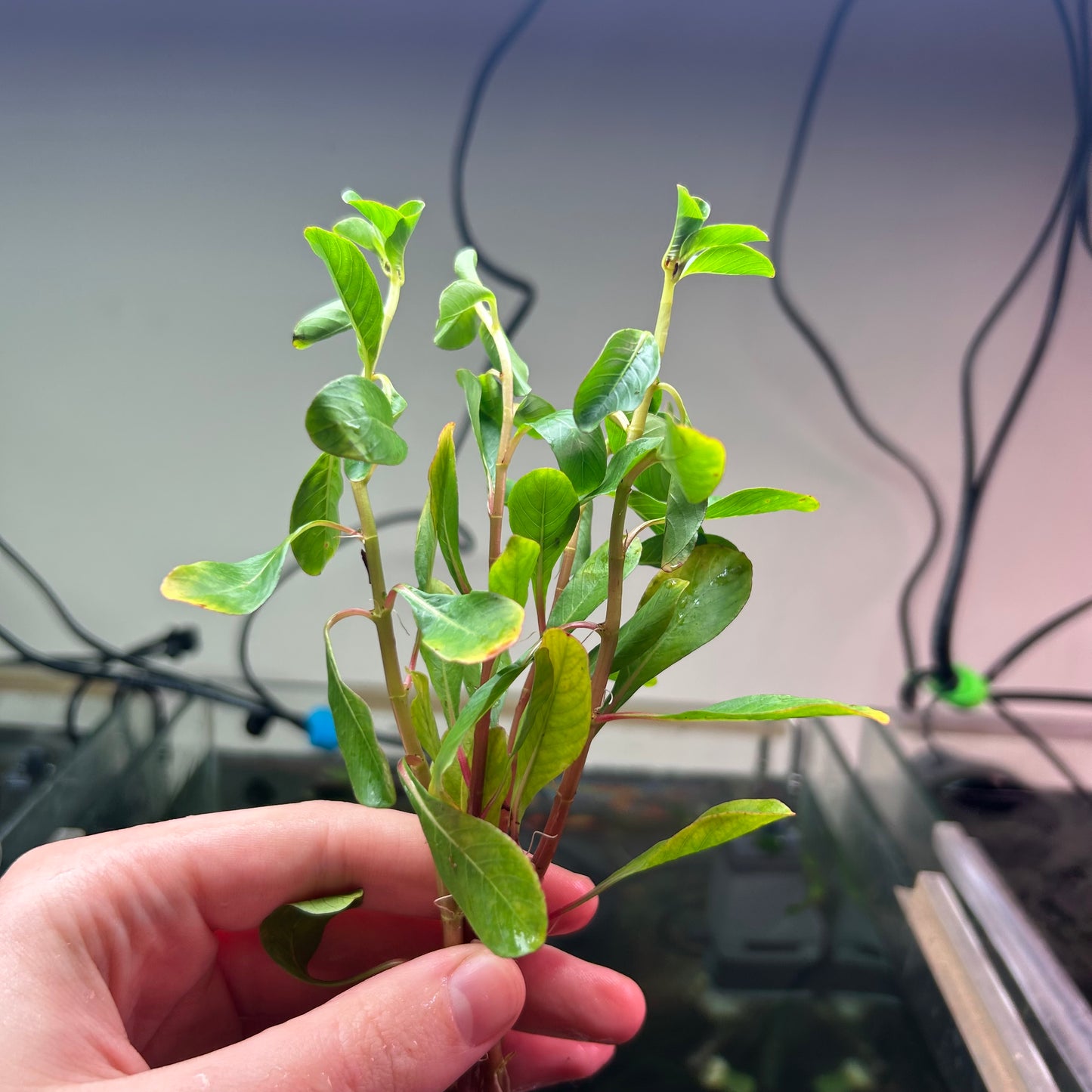 Ludwigia var. verticillata Meta - 1x Stem Emersed Grown