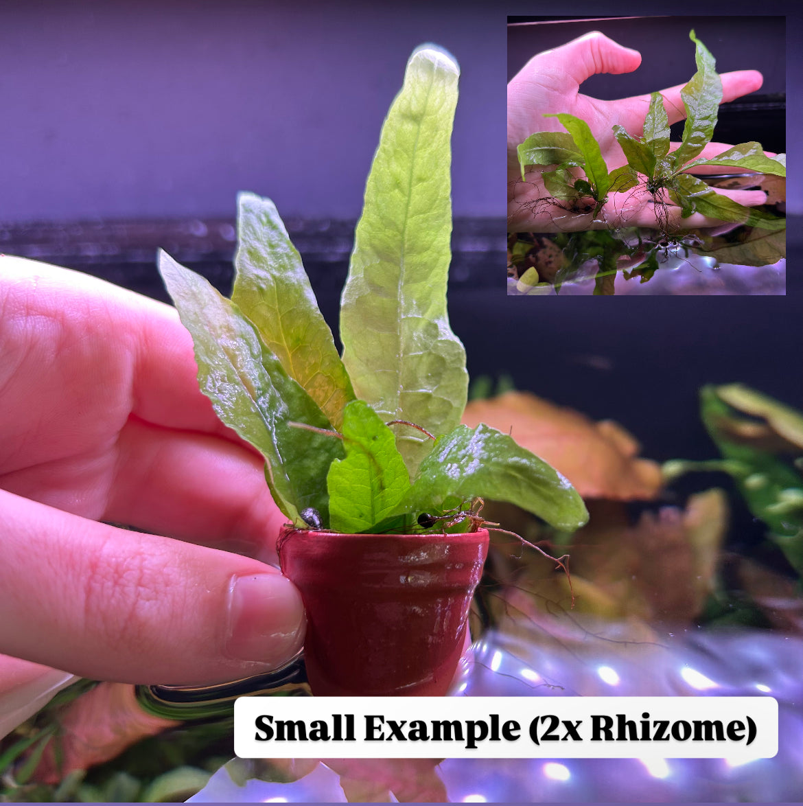 Java fern “Microsorum pteropus” - Aquarium Fish Tank Aquatic Plant