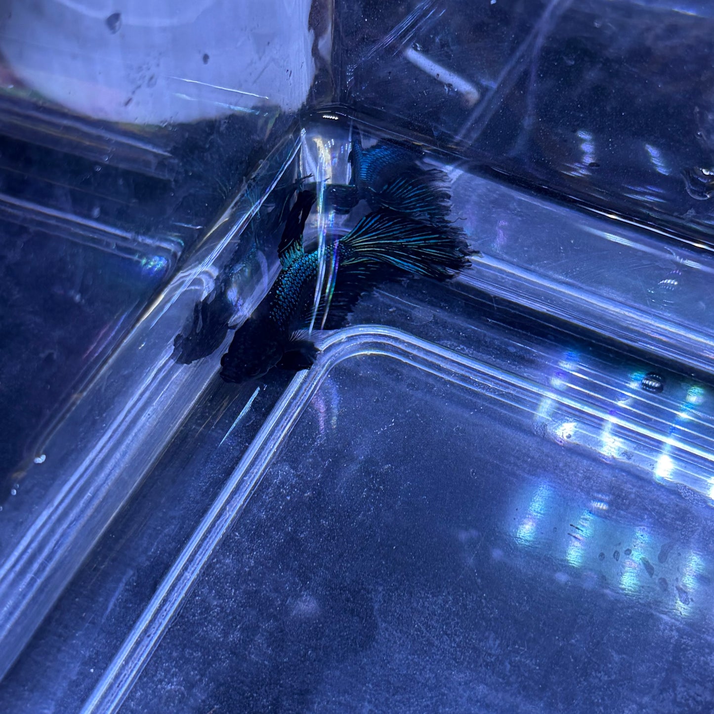 Super Delta Tail Male Betta 3.5cm (D)