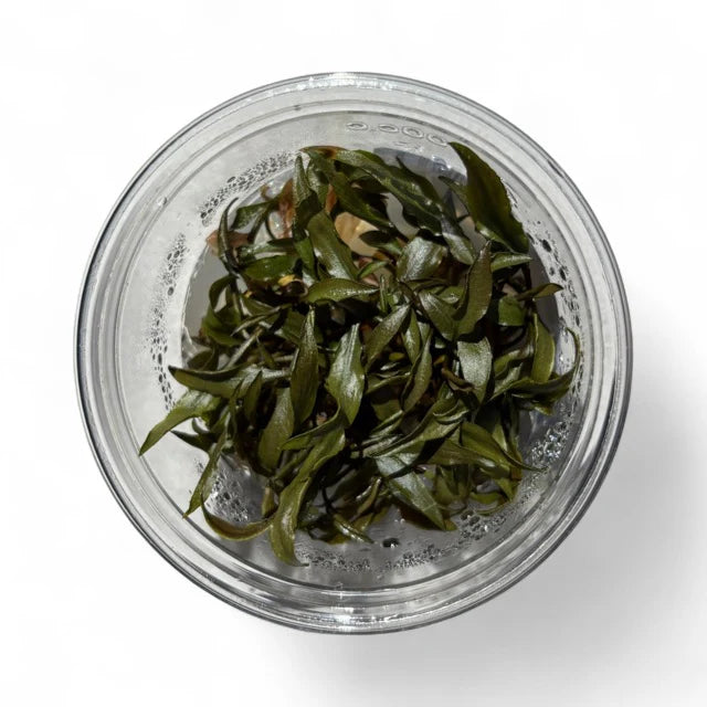 Cryptocoryne petchii - Tissue Culture