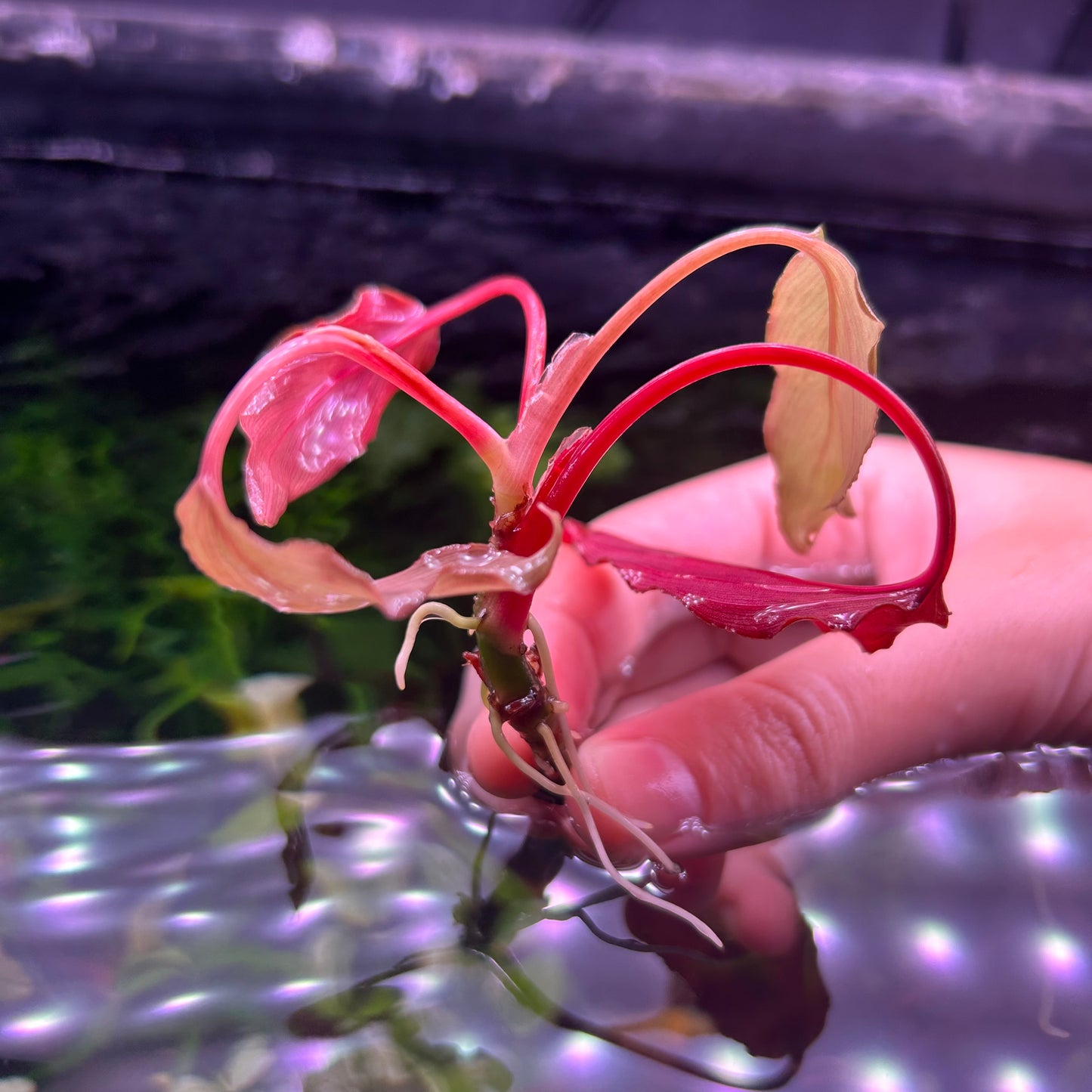 Homalomena Insignis - Aquarium Fish Tank Aquatic Plant RARE