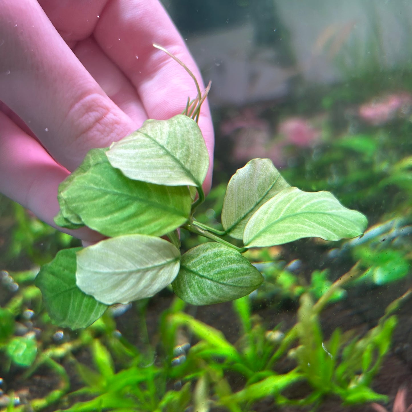 Anubias Broad Thai White Submersed grown Aquarium Fish Tank Plant RARE