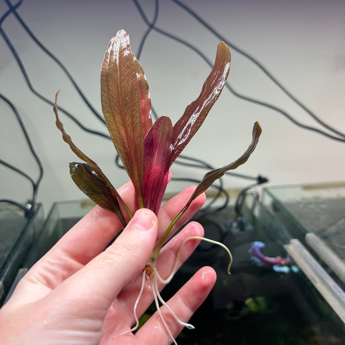 Echinodorus Black Beauty - RARE (See description)