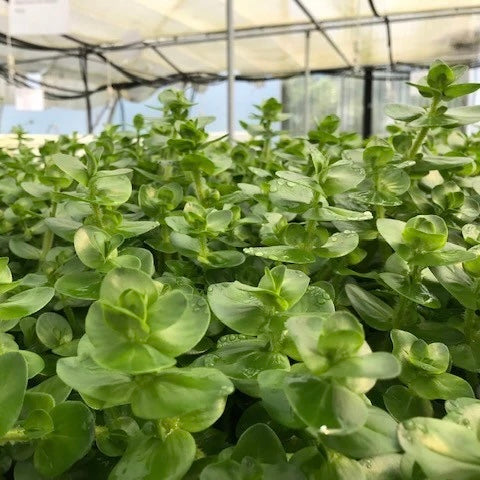 Bacopa caroliniana