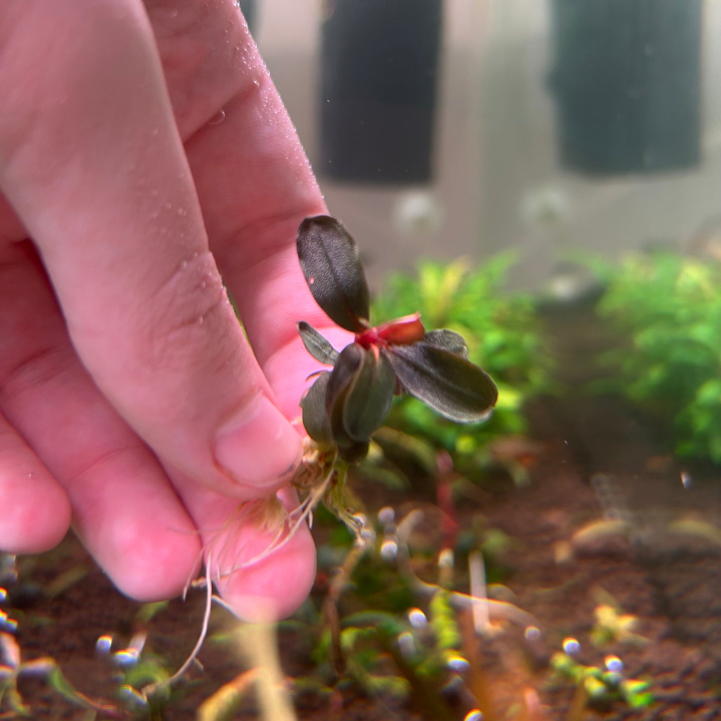 Bucephalandra Neo - Small Type Buce Emersed Grown Aquarium plant