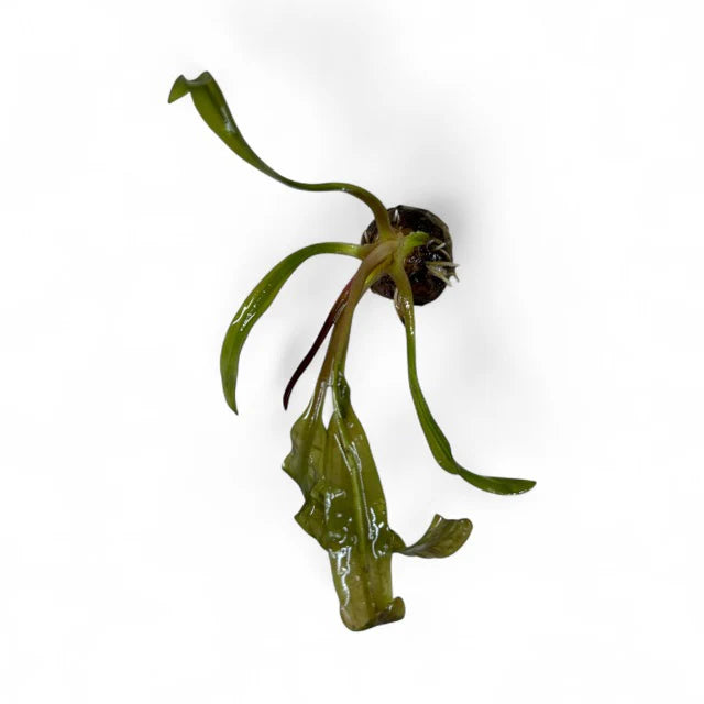 Madagascar Lace Aponogeton Madagascariensis Broad Leaf RARE - Bulb