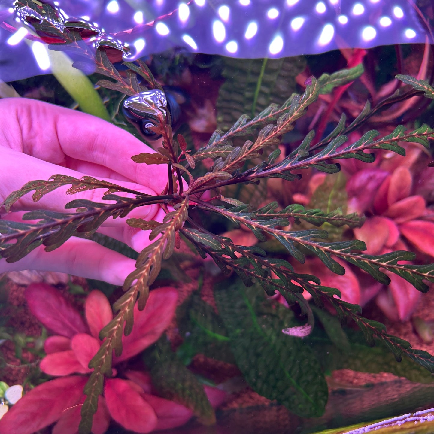 Hygrophila Pinnatifida - Aquarium Fish Tank Aquatic Plant (Assorted Sizes)